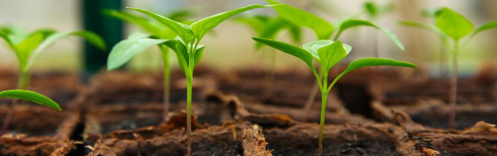 Quelles lampes utiliser pour les semis de potager ?